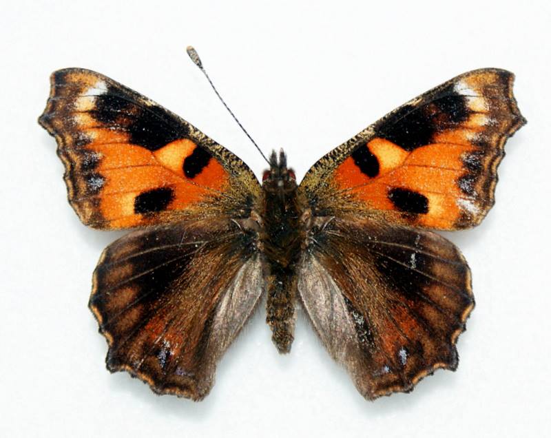 Aglais urticae ABB semi- ichnusoides (Internet Image property of respective owner, non-commercial use only)